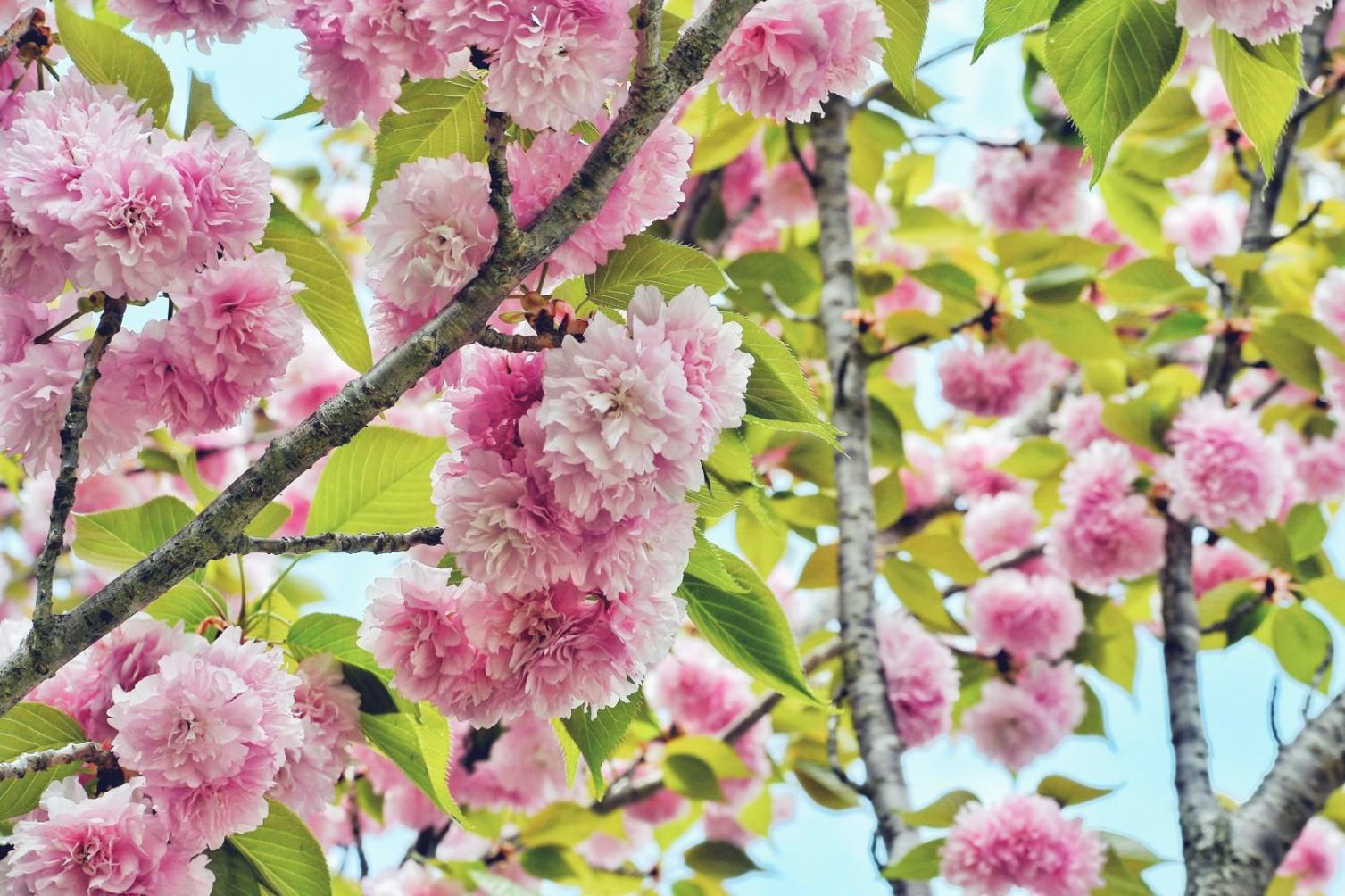Lehrende bei Desulkar – floristische Expertise